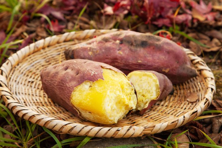 犬に「さつまいも」「マッシュポテト」を食べさせても大丈夫?