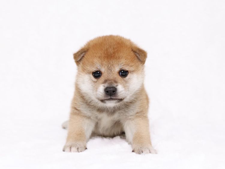 子犬や老犬に「じゃがいも」を与えても大丈夫?