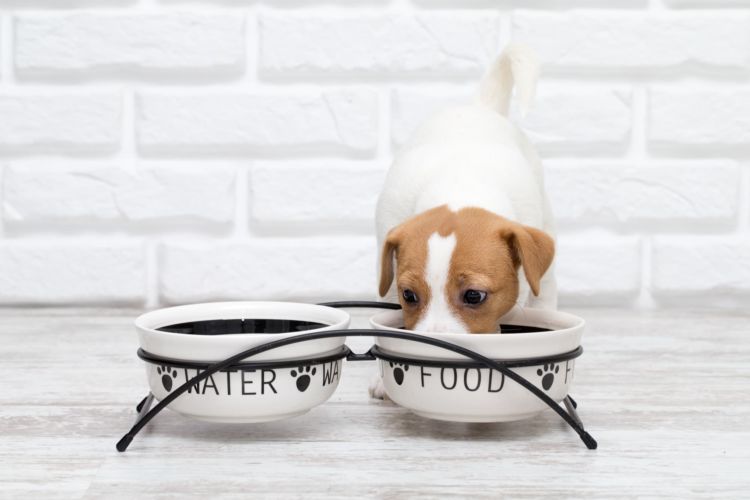 犬に「さつまいも」「マッシュポテト」を食べさせても大丈夫?