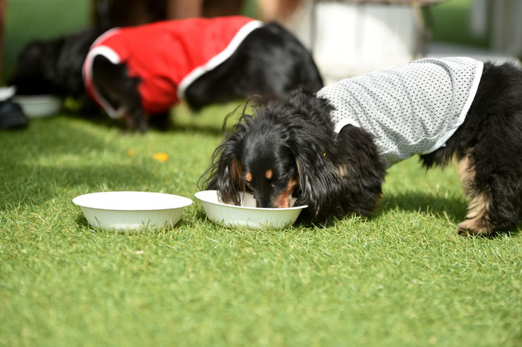 犬に「ほうれん草」を与える際の注意点!