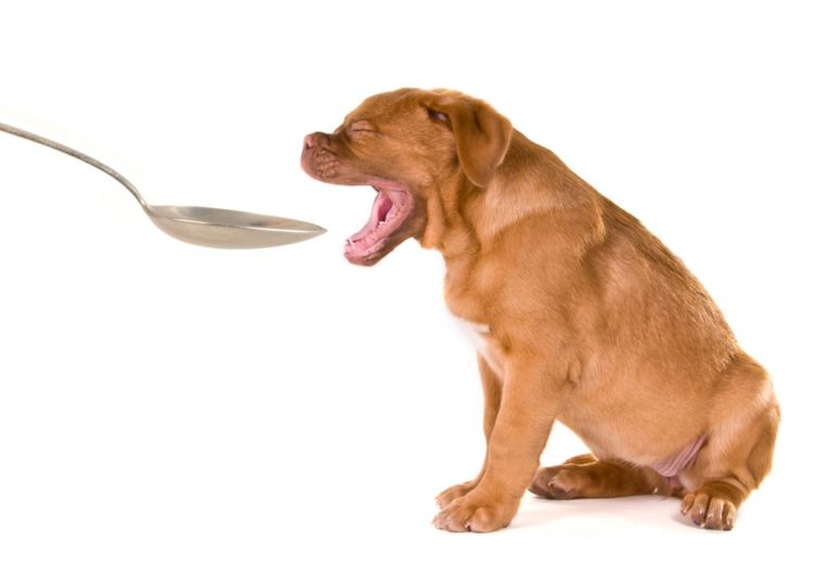 【獣医師監修】犬がはちみつを食べても大丈夫?アレルギーやボツリヌス症に注意!