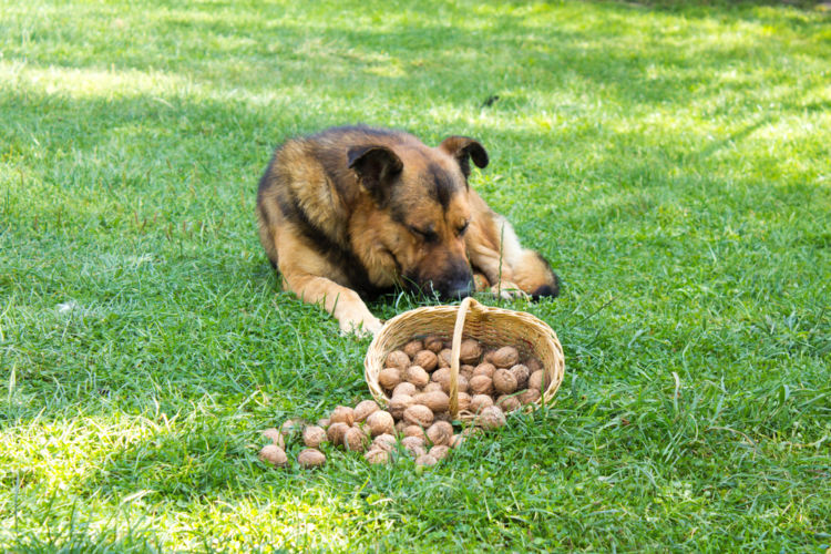 【獣医師監修】犬にくるみを食べさせても大丈夫?高カロリーのくるみは注意が必要!