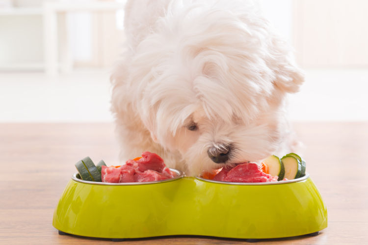 【獣医師監修】犬に生肉(豚肉・牛肉・鶏肉・ジビエ)を食べさせて大丈夫?与え方は?