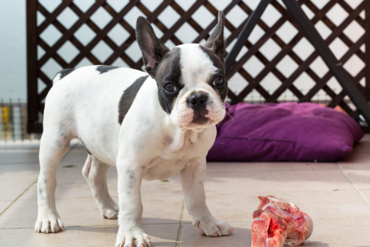 【獣医師監修】犬に豚肉をあげてもいい?あげるときの注意点は?