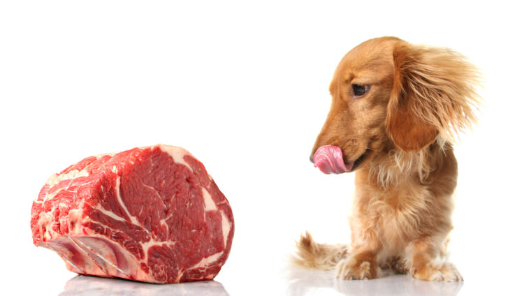 【獣医師監修】犬に牛肉(生の牛肉)を与えても大丈夫?メリットと注意点(アレルギーなど)