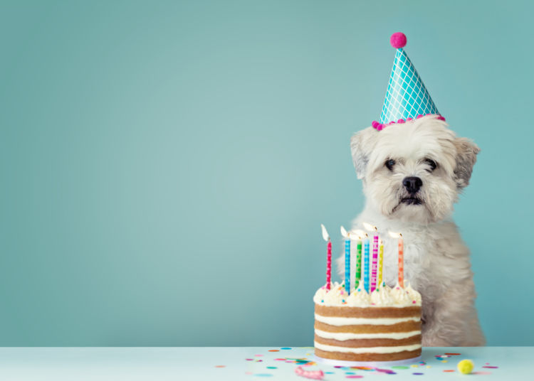 【獣医師監修】愛犬の誕生日に、犬用ケーキを手作りする際に注意したいこと!