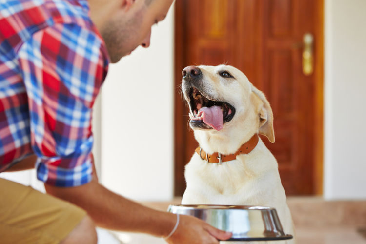犬が蕎麦を食べても大丈夫!