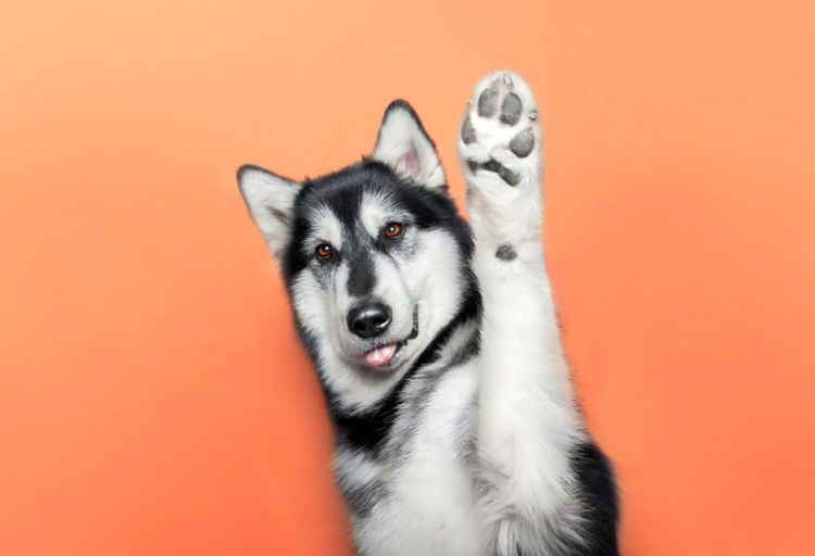 【なぜ?】愛犬の肉球からポップコーンの匂いがする3つの理由とは!?