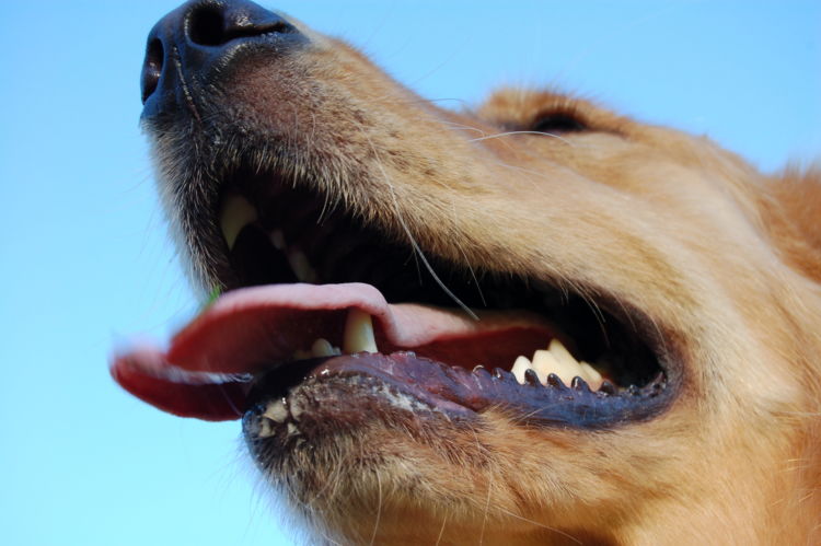 【獣医師監修】犬用ガムの選び方とポイント!与え方と誤飲した場合の対処法は!?