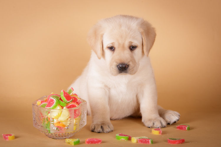 【獣医師監修】人間用のお菓子は犬に与えてはダメ!肥満と病気のリスクも対処法は!?