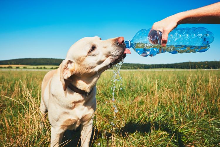 【獣医師監修】ミネラルウォーターと水道水 愛犬に飲ませる水はどっちが最適?