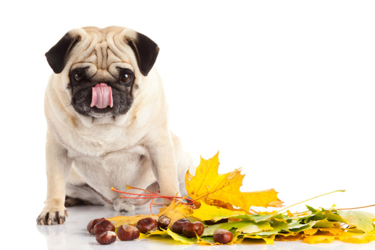 【獣医師監修】犬が栗を食べてもOK!ただし殻や渋皮を与える際には注意が必要!