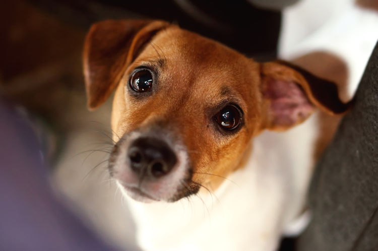 愛犬への栗の与え方は?鬼皮や渋皮には注意!