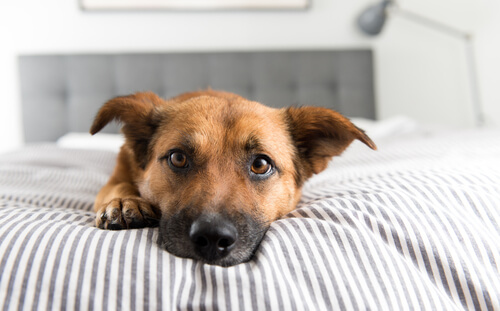 見逃さないで!愛犬が飼い主に甘えたいときにする、3つのしぐさ
