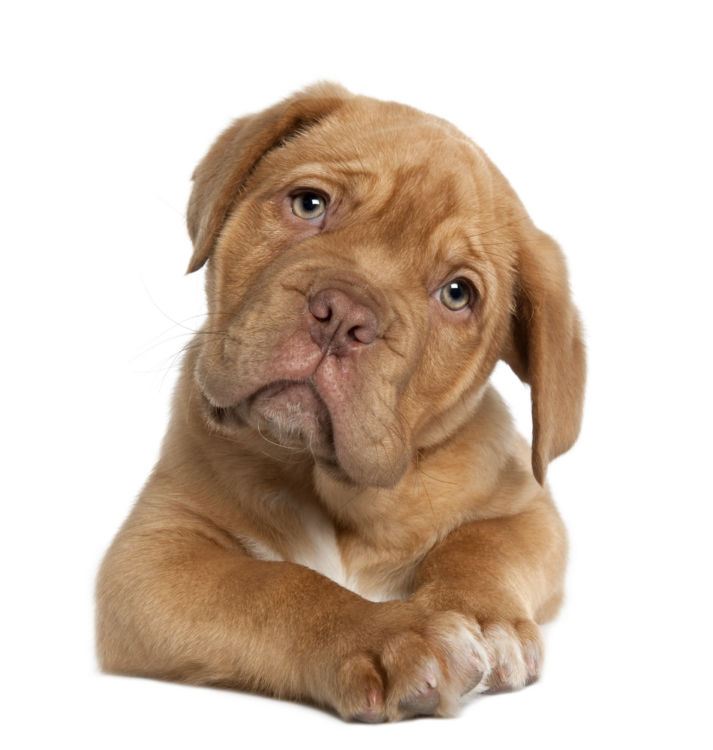 【獣医師監修】犬に里芋のぬめりは問題なし?与えても大丈夫?