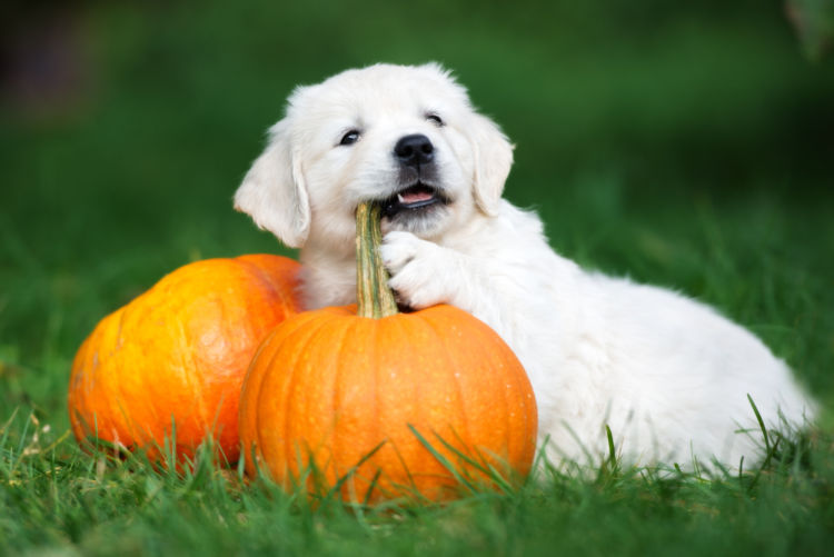 【獣医師監修】犬がかぼちゃを食べても大丈夫?かぼちゃの種や皮には注意が必要!