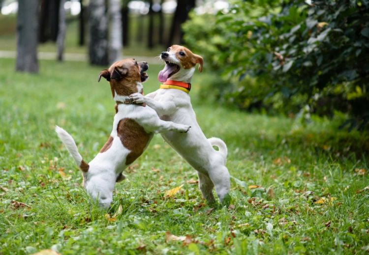 けんか?それとも、遊び?犬同士のじゃれ合いとけんかの区別の仕方