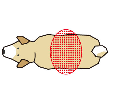 犬の腰のくびれをチェック(ボディコンディションスコア(BCS)4つのチェックポイント)