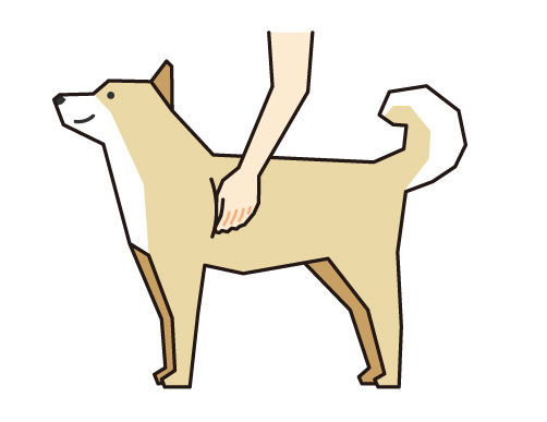 犬の肋骨をチェック(ボディコンディションスコア(BCS)4つのチェックポイント)