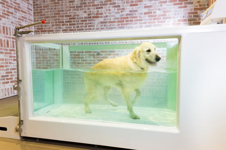 【犬】水中での運動(ハイドロセラピー)