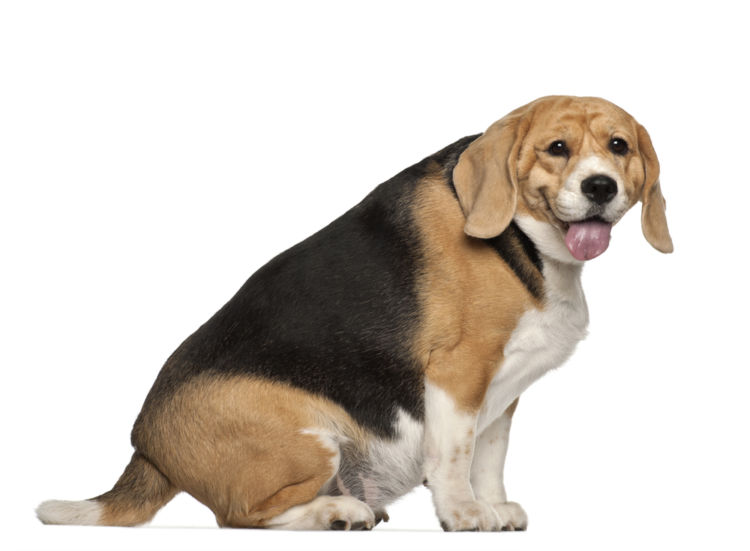 犬の肥満と寿命の関係