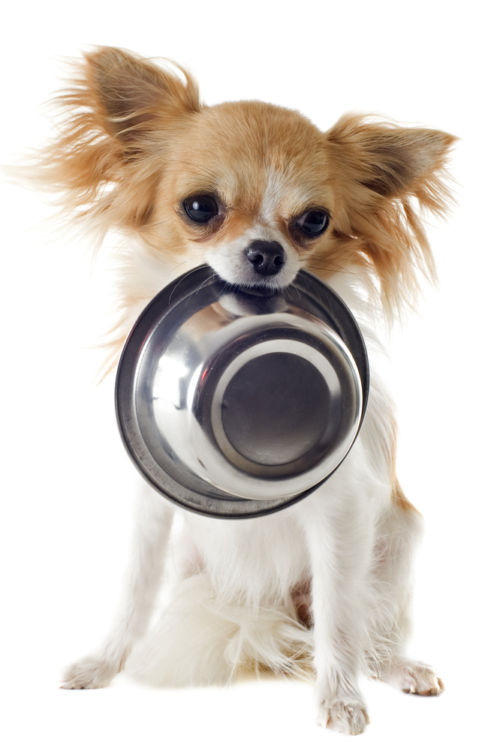犬の食事に必要な栄養素とその役割