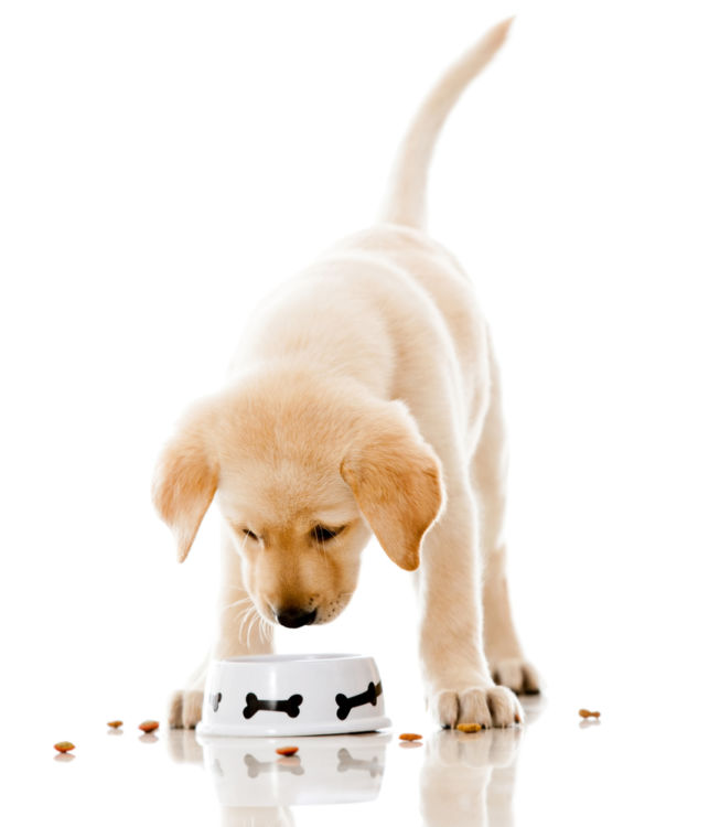 愛犬への適切な食事の与え方