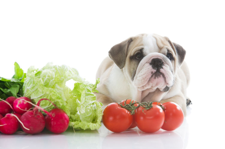 【獣医師監修】犬がトマトを食べても大丈夫?トマチン中毒(花・葉・茎)に要注意!