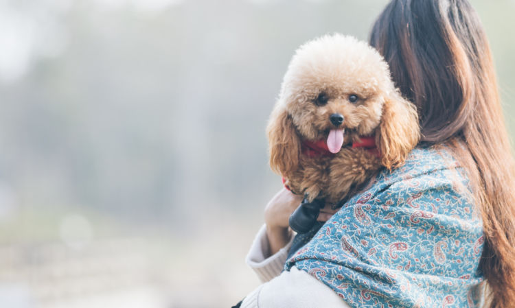トイ・プードルなどの小型犬はなぜ人気なの?