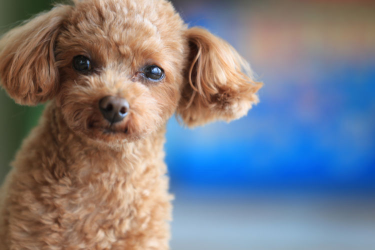【獣医師監修】トイ・プードル(小型犬)の性格や種類、飼い方。歴史、原産国や大きさは?