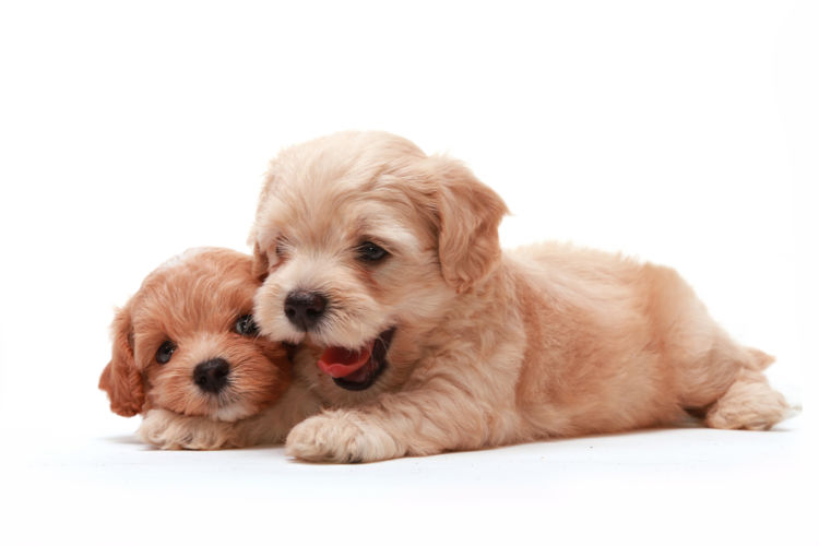 忘れないで!小型化は犬に負担をかけている