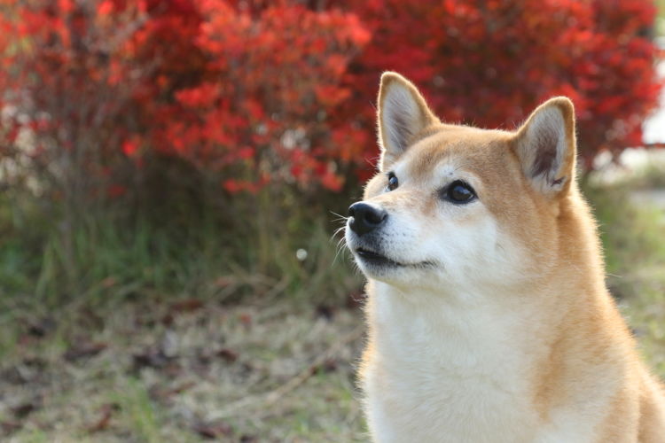 【獣医師監修】柴犬の性格や特徴、飼い方。歴史、寿命、主な病気や価格は?