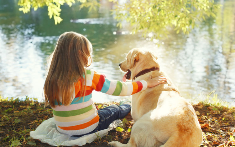 ラブラドール・レトリバーが盲導犬に向いている理由その①~性格