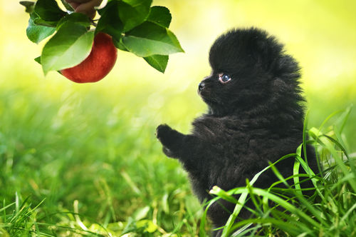 【獣医師監修】犬がりんごを食べても大丈夫?りんごの種やカロリーに注意!アレルギーは?