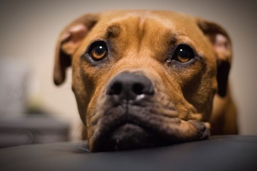 【獣医師監修】世界最強の闘犬!「ピットブル」絶対知っておくべき特徴と意外な素顔や性格とは?