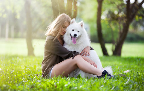 【獣医師監修】知っておきたいサモエドの特徴と飼い方「大きな体の白い甘えん坊!」
