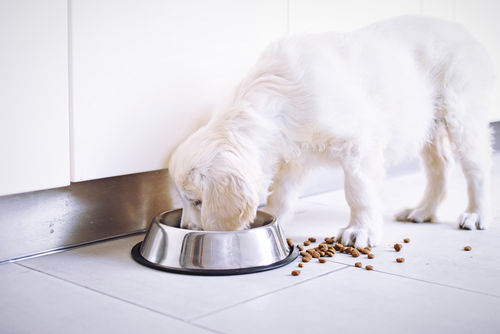 愛犬に里芋を与える際の適量は?