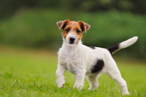 ジャック・ラッセル・テリアの歴史~イギリスの狩猟犬