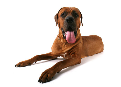 【獣医師監修】土佐犬(闘犬)の性格や特徴、飼い方。歴史、寿命、主な病気や価格は?