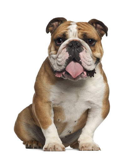 ブルドッグが誕生するまでの歴史「ブルドッグはイギリスの国犬!」