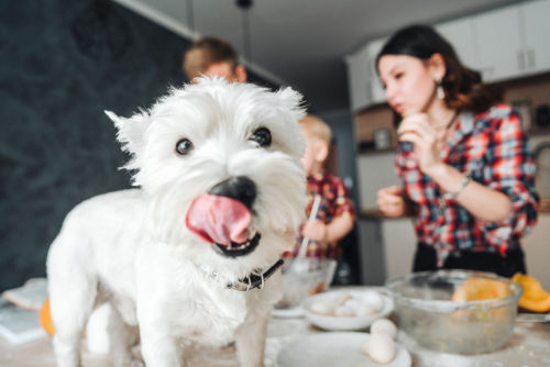 愛犬のための手作りご飯!おすすめ簡単人気レシピ!