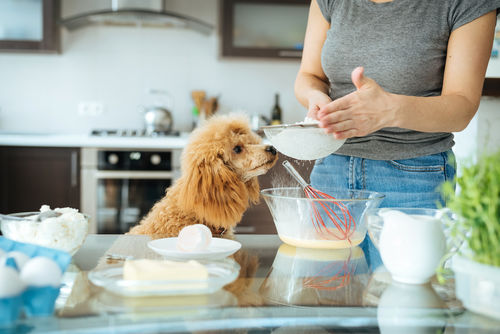 「愛犬の手作りご飯」まとめ