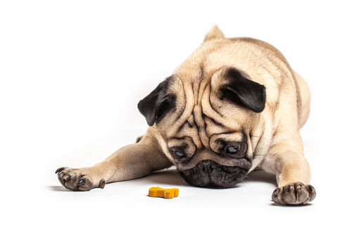 【獣医師監修】愛犬に犬用クッキーを手作りするメリット!アレルギーや丸飲み注意!