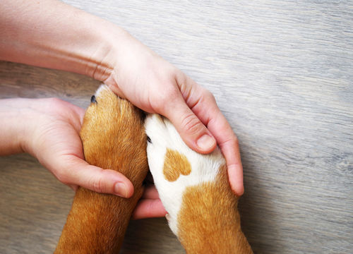 愛犬の健康のために肉球ケア(マッサージ)を忘れずに!