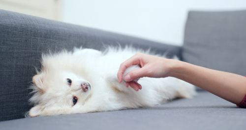 愛犬の肉球(前足)マッサージ①【疲労回復・スタミナアップ】