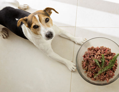 愛犬の手作りご飯を作る際のポイント!
