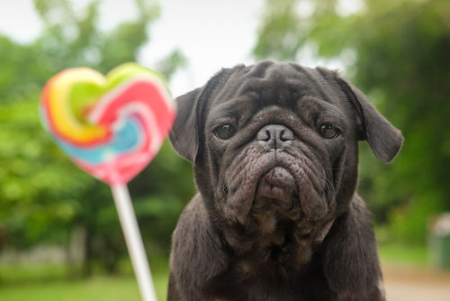【獣医師監修】人間用のお菓子は犬に与えてはダメ!肥満と病気のリスクも対処法は!?