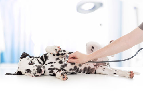 犬が食べると危険な「ぶどう」の種類