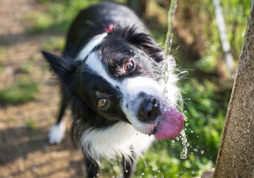 愛犬に与える水は「水道水(軟水)」で大丈夫!