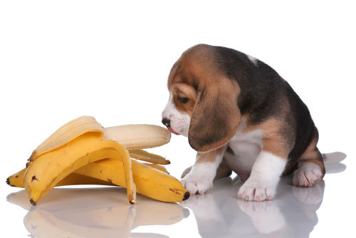 【獣医師監修】犬がバナナを食べても大丈夫!?バナナのメリットや栄養素、適量は?
